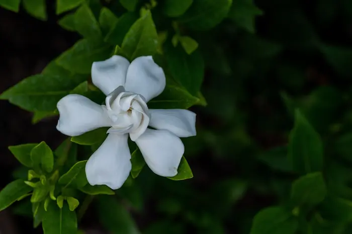 Gardenia-1