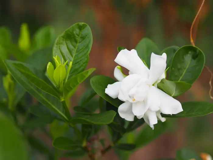 Gardenia